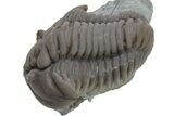 Long Flexicalymene Meeki Trilobite - Monroe, Ohio #224895-2